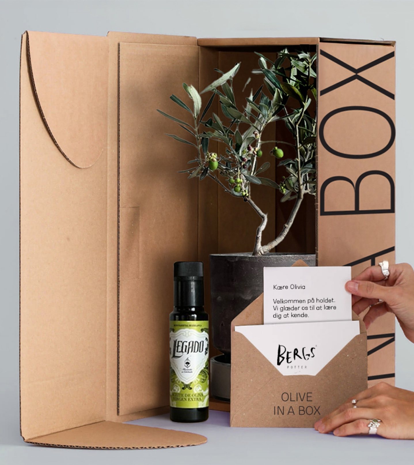 Olive In A Box – oliventræ og olivenolie i gaveboks